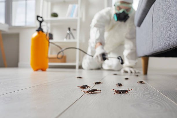 Affordable Termite Control solutions in Colfax, WA